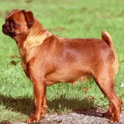 Totul despre câini rasa Griffon sau rasa tipuri, cum să păstreze, ce să se hrănească