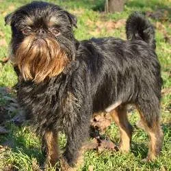 Totul despre câini rasa Griffon sau rasa tipuri, cum să păstreze, ce să se hrănească