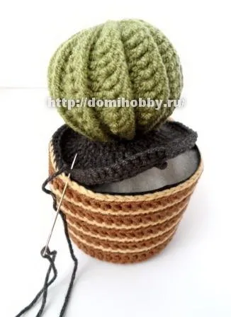 cactus tricotate
