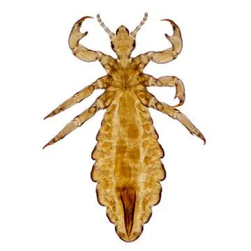 Lice sateliți persoane neplăcute drevnsheyshih ori (umane) Paduchii sunt companioni neplăcute om cu drevnsheyshih ori