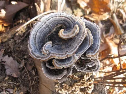Toate reproducerea fungi (ciuperci) Totul despre ciuperci de reproducție