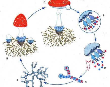 Toate reproducerea fungi (ciuperci) Totul despre ciuperci de reproducție