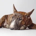 Caracteristici ale standardelor caine de rasa Bull Terrier, ingrijire si animale de companie foto (poze) Bull Terrier caine rasa standarde caracteristice de îngrijire și pentru animale de companie fotografii