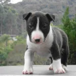 Caracteristici ale standardelor caine de rasa Bull Terrier, ingrijire si animale de companie foto (poze) Bull Terrier caine rasa standarde caracteristice de îngrijire și pentru animale de companie fotografii