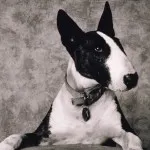 Caracteristici ale standardelor caine de rasa Bull Terrier, de îngrijire a animalelor de companie și fotografie (câini) Bull Terrier caine rasa standarde caracteristice de îngrijire și pentru animale de companie fotografii