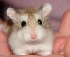 caracteristică specii de hamsteri pitici Roborovski și chineză