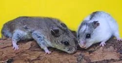 hamster chinezesc