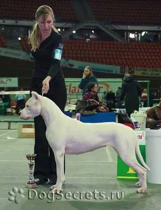 Manipularea câinilor și a profesiei handler (Labrador) Manipularea câinilor și a profesiei de tratare