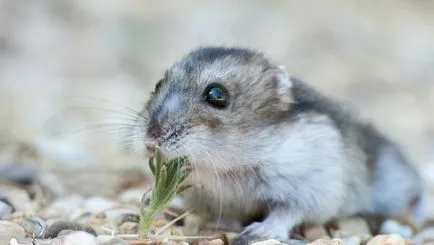 caracteristică specii de hamsteri pitici Roborovski și chineză
