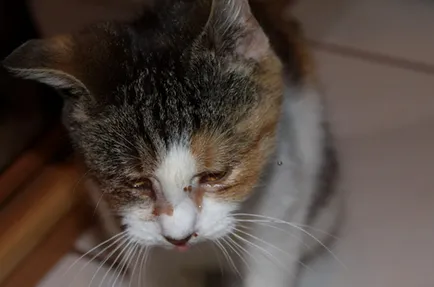 Chlamydia la pisici și pisici (cu fotografii) simptome, tratament