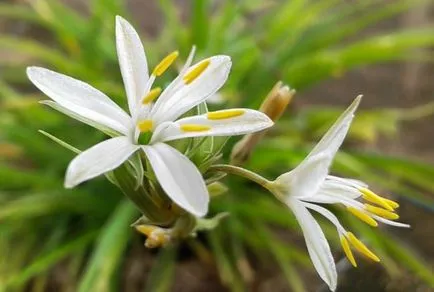 îngrijire Chlorophytum, fotografii de flori, în creștere în oală de apă, rozete de propagare (copiilor), precum și