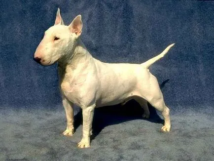 Caracteristici ale standardelor caine de rasa Bull Terrier, de îngrijire a animalelor de companie și fotografie (câini) Bull Terrier caine rasa standarde caracteristice de îngrijire și pentru animale de companie fotografii