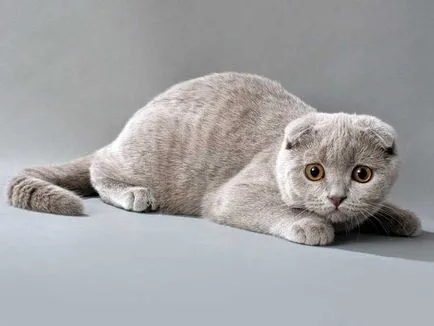 Imperechere Scottish Fold - varză de viață