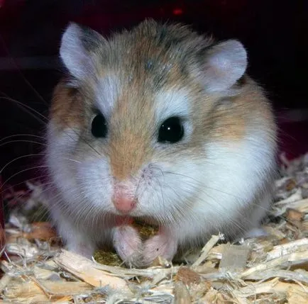 caracteristică specii de hamsteri pitici Roborovski și chineză