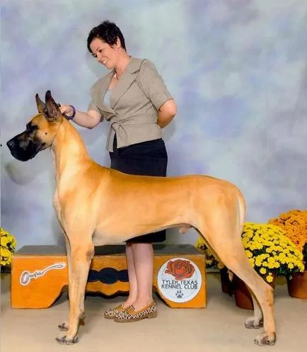Handler - este un asistent pentru expoziție