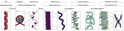 Cromatinei - l