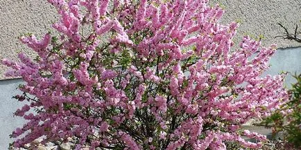 Grădină japoneză - Amenajare a teritoriului cu mâinile lor din pietre sau plante cu fotografii (japoneză) Grădină japoneză - Amenajare a teritoriului cu mâinile lor din pietre sau plante cu fotografii