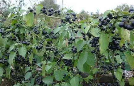 Descrierea Berry Sunberry pe site-ul oficial, proprietăți utile, de plantare și de reproducere, sfaturi (bacă) Descriere Berry Sunberry pe site-ul oficial, proprietăți utile, de plantare și de reproducere, sfaturi