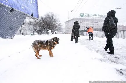 Gazda pentru adăpostul de animale pentru nunti câine „sunt periculoase atunci când în contact direct“ - un nou (Kaliningrad este Kaliningrad) Adăpostul gazda pentru animale de nunti câine „sunt periculoase atunci când în contact direct“ - o nouă