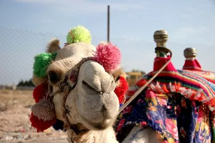 Hurghada, Egipt - odihnă, vreme, comentarii, fotografii (Hurghada) Hurghada, Egipt - odihnă, vreme, comentarii, fotografii