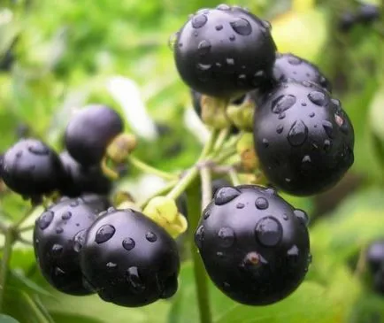 Descrierea Berry Sunberry pe site-ul oficial, proprietăți utile, de plantare și de reproducere, sfaturi (Sunberry) Descriere Berry Sunberry pe site-ul oficial, proprietăți utile, de plantare și de reproducere, sfaturi