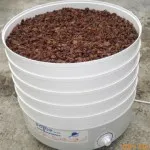 Recoltarea de fructe uscate cu ajutorul a uscătoarelor electrice, păstrarea și multiplicarea