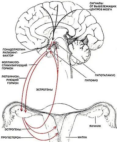 Cauzele intarziate menstruație si tratament (motive) Cauzele ciclului menstrual întârziate și tratament