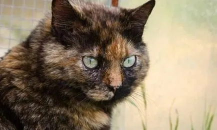 Pisica misterioasă - două fețe de culoare neobișnuită de animale (animale de companie) Pisica misterioasă - două fețe neobișnuite de animale de culoare