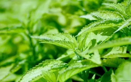Piesei de prelucrat în timpul iernii urzica (în timpul iernii) Pregatire pentru urzică de iarnă