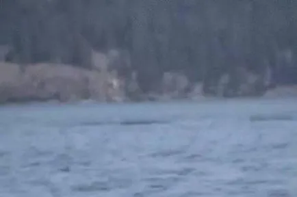 monstru misterios Canada - creaturi misterioase - Știri