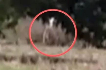 monstru misterios Canada - creaturi misterioase - Știri