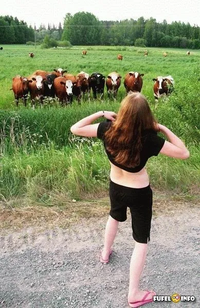 Al tău graba de vaca, ce să facă