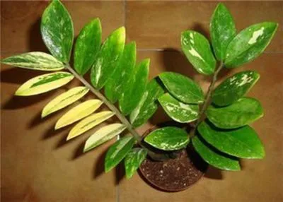 Frunzele galbene din motive Zamioculcas care fac, cum să aibă grijă de la domiciliu (Zamioculcas) Frunzele galbene din motive Zamioculcas care fac, cum să aibă grijă de la domiciliu