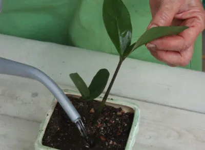 Frunzele galbene din motive Zamioculcas care fac, cum să aibă grijă de la domiciliu (Zamioculcas) Frunzele galbene din motive Zamioculcas care fac, cum să aibă grijă de la domiciliu