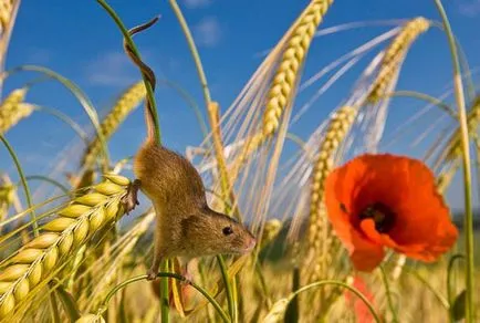 mouse-ul pentru animale