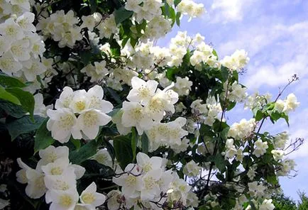 Jasmine, arbuști și de îngrijire în câmp deschis (iasomie arbust de îngrijire de plantare de plante) Jasmine, de plantare arbuști și de îngrijire în câmp deschis