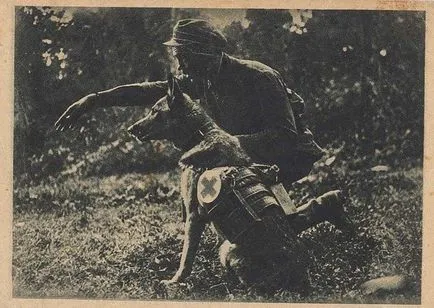 Animale în Marele Război pentru Apărarea Patriei - ochiul lumii portalului informații analitice (animale) Animale în Marele Război pentru Apărarea Patriei - ochiul lumii portalului informații analitice