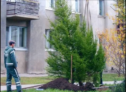 pin galben determină și ce să facă (a face) cauze de pin galben și ce să facă