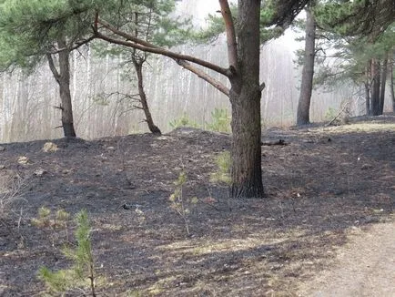 Wildlife în oraș