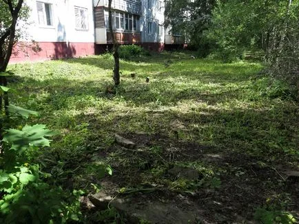Wildlife în oraș