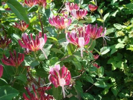 Honeysuckle Perfoliate reproducerea tufiș (butași, semințe, stratificarea) (ca butași diluat caprifoi) Perfoliate Honeysuckle de reproducție tufiș (butași, semințe, stratificarea)