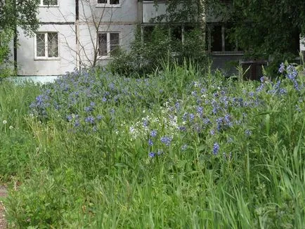 Wildlife în oraș