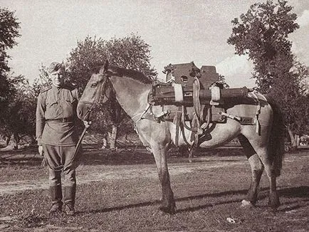 Animale în Marele Război pentru Apărarea Patriei - ochiul lumii portalului informații analitice (eroi) Animale în Marele Război pentru Apărarea Patriei - ochiul lumii portalului informații analitice