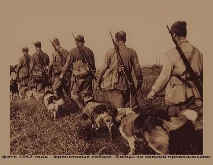 Animale în Marele Război pentru Apărarea Patriei - ochiul lumii portalului informații analitice (ani) Animale în Marele Război pentru Apărarea Patriei - ochiul lumii portalului informații analitice