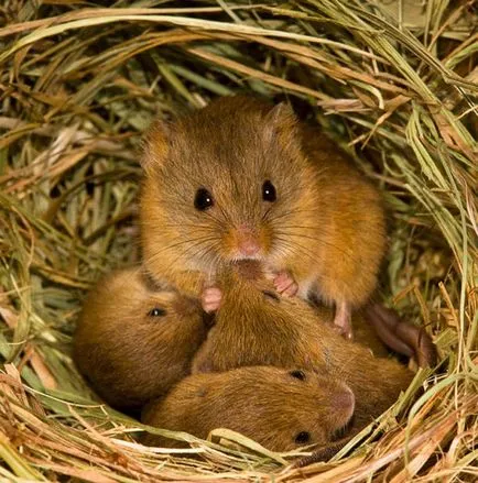 mouse-ul pentru animale
