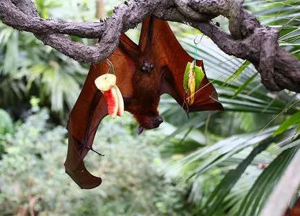 Zoo Singapore ore de deschidere grădină zoologică, cum să obțineți prețul biletelor