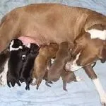 Câinele refuză să mănânce și să bea o mulțime de a face, se comportă ca nu se mișcă atât de puțin, fără vlagă