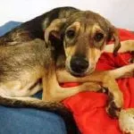 Câinele refuză să mănânce și să bea o mulțime de a face, se comportă ca nu se mișcă atât de puțin, fără vlagă