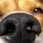 Câinele refuză să mănânce și să bea o mulțime de a face, se comportă ca nu se mișcă atât de puțin, fără vlagă