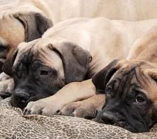 Bullmastiff câine rasa descriere, fotografii, cățeluși preț comentarii